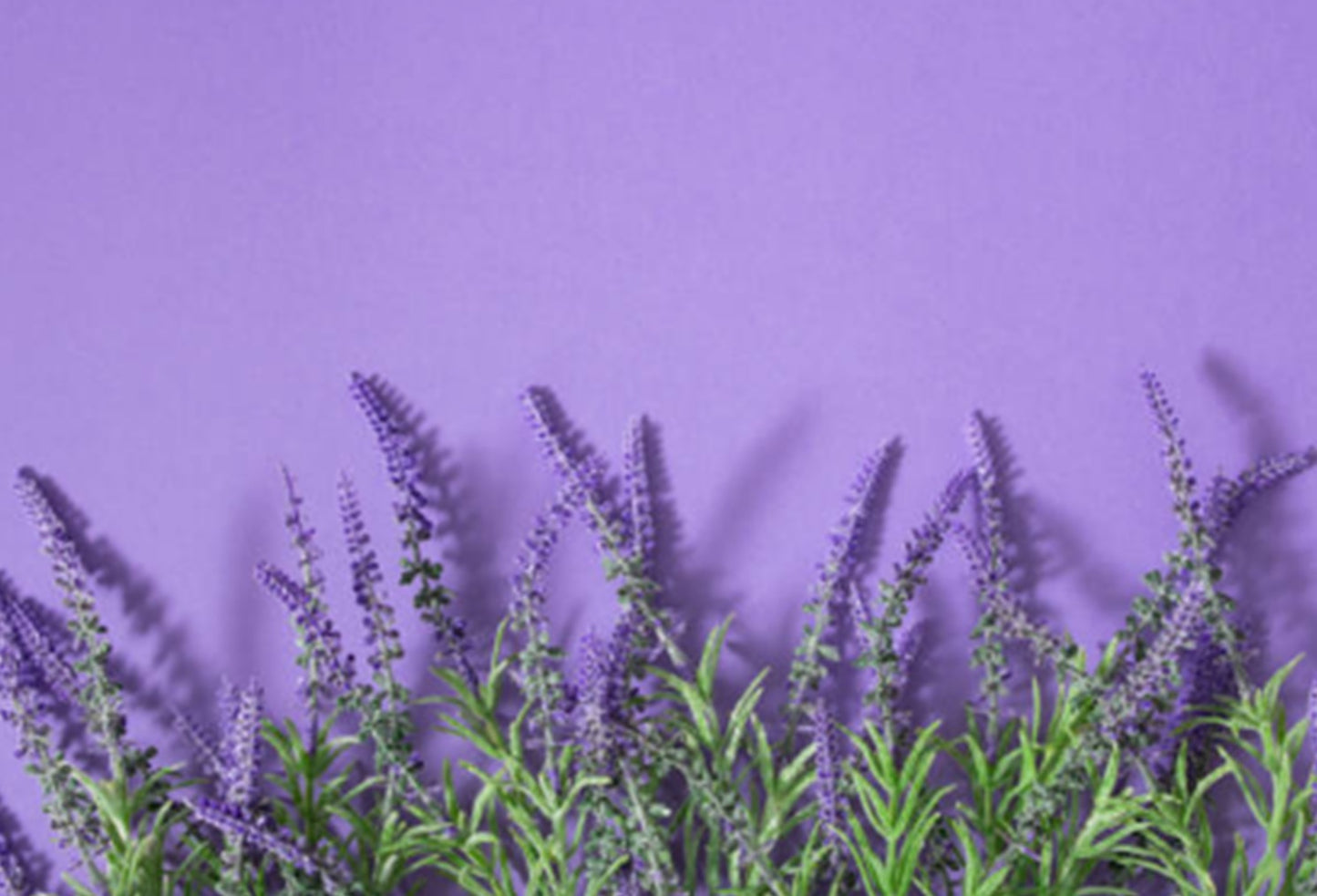 Color Morado Purpura